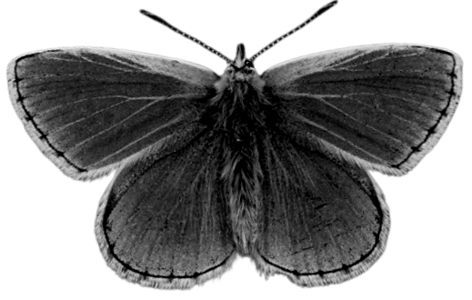 moth